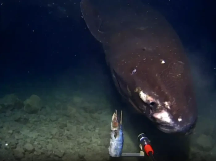 Hiu Tidur Pasifik terekam kamera di kedalaman laut