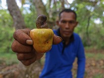 Cerita Petani Mete di Wawonii Bisa Raup Omzet hingga Rp 1 Juta/Hari