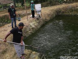 Intip Digitalisasi Sektor Perikanan di Lampung Selatan