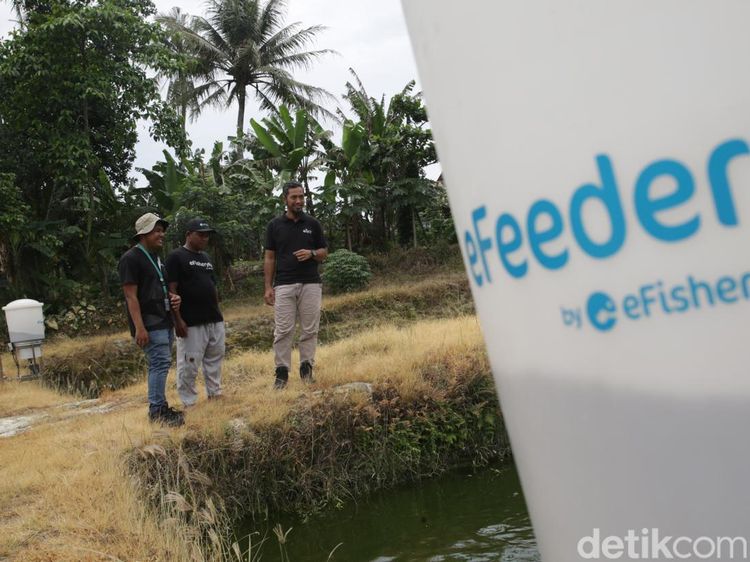 Intip Digitalisasi Sektor Perikanan di Lampung Selatan