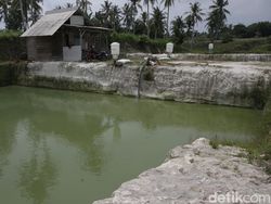 Intip Digitalisasi Sektor Perikanan di Lampung Selatan