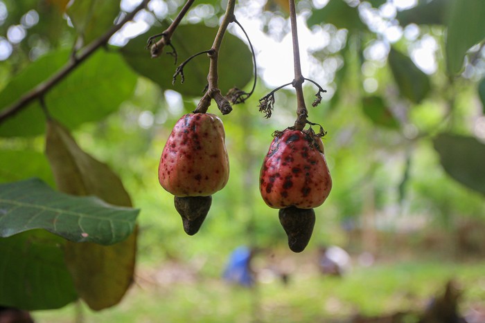 Kacang Mente di Wawonii Pernah Terbang Sampai ke India