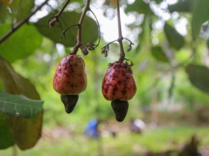 Top! Kacang Mente di Wawonii Pernah Terbang Sampai ke India