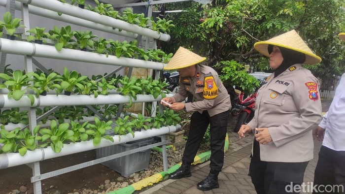 Kapolsek Candi Kompol Eka Anggriana memberi pupuk sawi Hidroponik.
