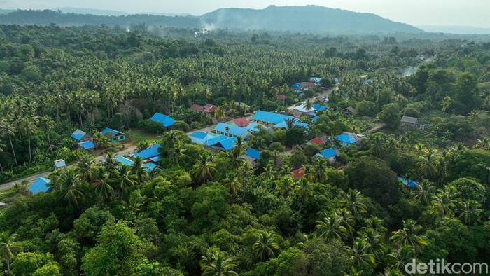 Kebun Jambu Mete Tersebar Luas di Wawonii Konawe Kepulauan Karsum, petani mete, mengumpulkan jambu mete di kebunnya di Wawonii Timur Laut, Konawe Kepulauan, Sulawesi Tenggara.