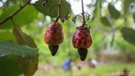 Kebun Jambu Mete Tersebar Luas di Wawonii Konawe Kepulauan