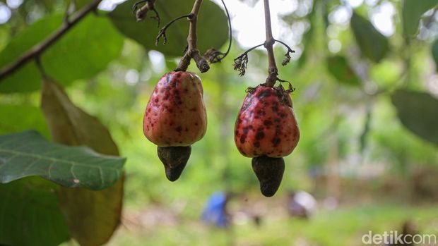 Kebun Jambu Mete Tersebar Luas di Wawonii Konawe Kepulauan Karsum, petani mete, mengumpulkan jambu mete di kebunnya di Wawonii Timur Laut, Konawe Kepulauan, Sulawesi Tenggara.