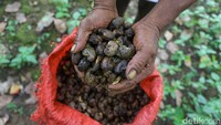 Hasil panen mete biasanya dijual dengan harga Rp 15 ribu hingga Rp 18 ribu per kilogram. Dalam satu hari, Karsum bisa meraup omzet hingga Rp 1 juta dari penjualan mete kering.