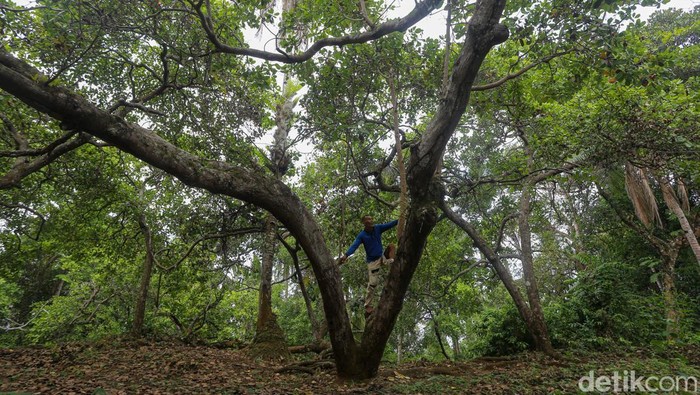 Karsum, petani mete, mengumpulkan jambu mete di kebunnya di Wawonii Timur Laut, Konawe Kepulauan, Sulawesi Tenggara.