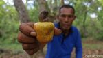 Kebun Jambu Mete Tersebar Luas di Wawonii Konawe Kepulauan