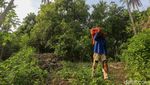 Kebun Jambu Mete Tersebar Luas di Wawonii Konawe Kepulauan