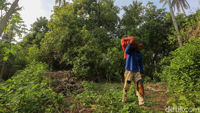 Karsum, petani mete, mengumpulkan jambu mete di kebunnya di Wawonii Timur Laut, Konawe Kepulauan, Sulawesi Tenggara.