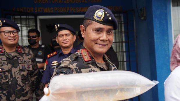 Kementerian Kelautan dan Perikanan (KKP) berhasil mengagalkan pendistribusian sebanyak 52 ribu benih bening lobster (BBL) ilegal yang disinyalir akan diselundupkan ke luar negeri, di Provinsi Lampung. (Dok. Humas Ditjen PSDKP)