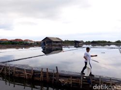 Petani Garam di Probolinggo Gagal Panen Imbas Hujan Terus-menerus