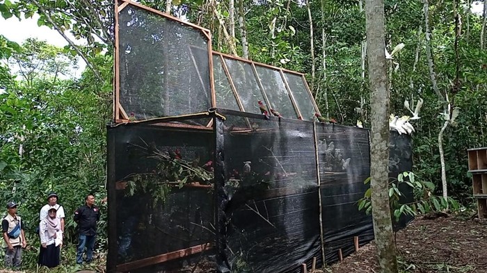 Momen 148 burung endemik Papua dilepasliarkan di Kampung Adat Malasigi, Sorong. Dokumen Istimewa
