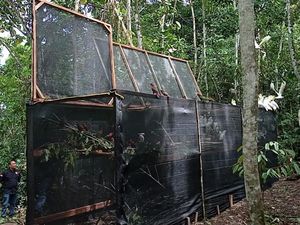 Penyelundupan Burung Endemik Papua ke Filipina Kian Marak