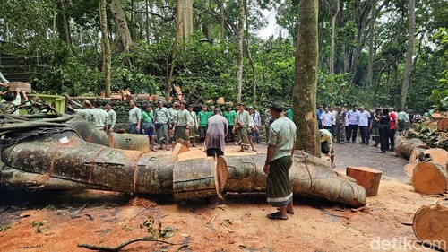 Lokasi pohon tumbang yang berimbas 2 korban jiwa dan tiga luka berat di objek wisata alam Monkey forest, Ubud, Rabu (11/12/2024). (Putu Krista/detikBali).