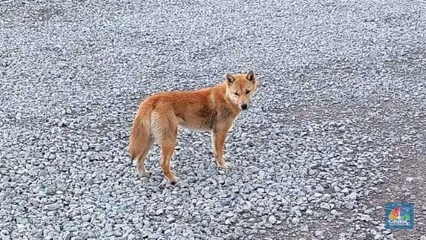 New Guinea Singing Dog (NGSD) atau Dingo si Penyanyi di area bekas tambang terbuka Grasberg, Timika, Papua milik Freeport Indonesia. (CNBC Indonesia/Pratama Guitarra)