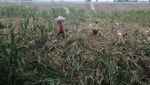 Panen Dini Pertanian Jagung di Klaten gegara Hujan Angin