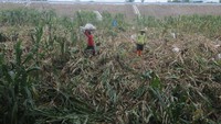 Petani terpaksa memanen dini pertanian jagung yang rusak akibat hujan disertai angin, dan menjualnya dengan harga Rp 4.700 per kilogram.  