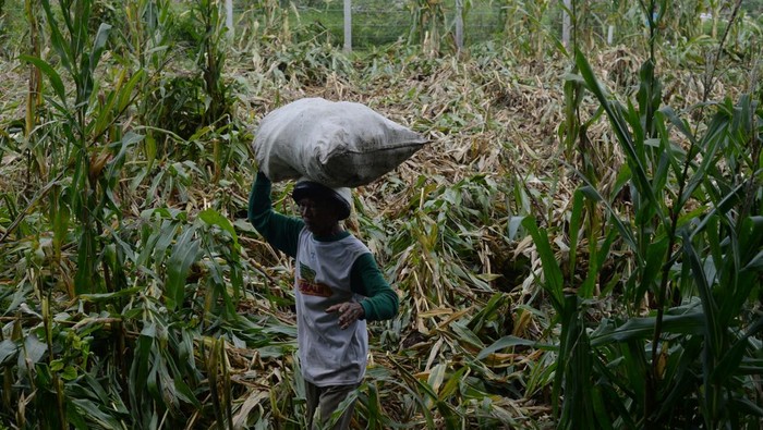 Buruh tani mengangkut sekarung jagung hasil panen di Jogonalan, Klaten, Jawa Tengah, Rabu (11/12/2024). Petani terpaksa memanen dini pertanian jagung yang rusak akibat hujan disertai angin, dan menjualnya dengan harga Rp4.700 per kilogram. ANTARA FOTO/Aloysius Jarot Nugroho/rwa.