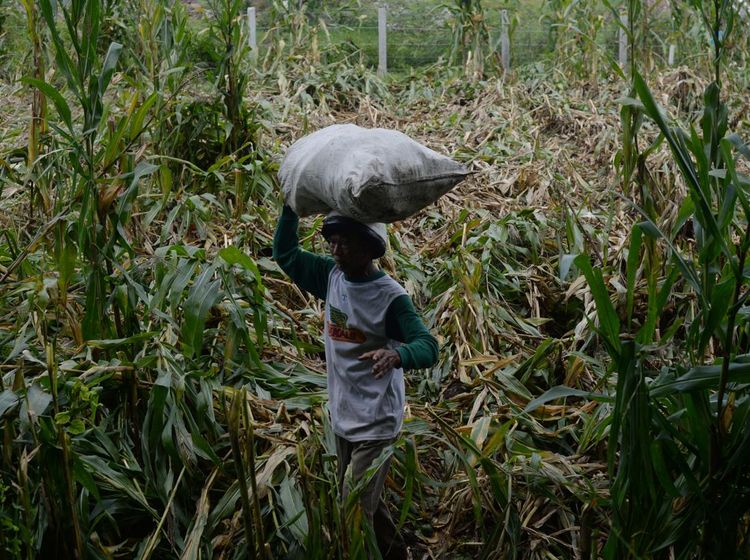 Panen Dini Pertanian Jagung di Klaten gegara Hujan Angin