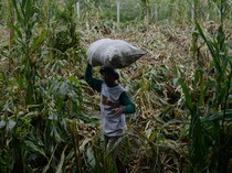 Panen Dini Pertanian Jagung di Klaten gegara Hujan Angin