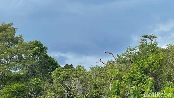 Pelepasliaran banteng Jawa di Pangandaran.