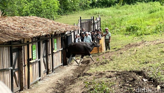 Pelepasliaran banteng Jawa di Pangandaran.