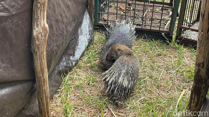 Pelepasliaran banteng Jawa.