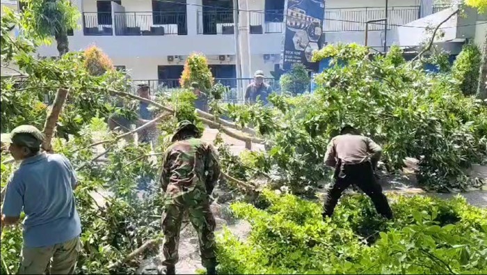 Perampingan pohon di Trenggalek usai pohon tumbang makan 4 korban.