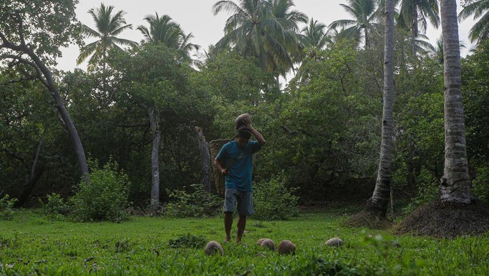 Petani Kopra di Wawonii