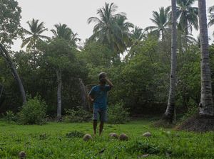 Melihat Potensi Kopra di Wawonii, Sekali Panen Bisa Tembus 500 Kg