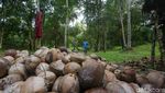 Petani Kopra di Wawonii Bisa Panen hingga 500 Kg