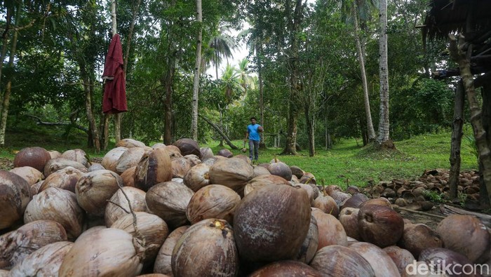 Petani Kopra mengumpulkan buah kelapa di kebun Desa Watuondo, Wawonii Timur, Konawe Kepulauan, Sulawesi Tenggara.