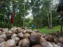 Harga Kelapa Lagi Meroket, Mendag Mau Kenakan Pungutan Pajak Ekspor