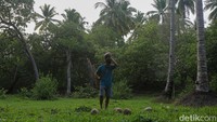 Dalam sekali panen, petani ini mampu menghasilkan hingga 500 kilogram kopra, yang dihargai sekitar Rp 10 ribu-Rp 12 ribu per kilogram. Dengan demikian, sekali panen dapat menghasilkan omzet hingga Rp 5 juta.  