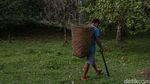 Petani Kopra di Wawonii Bisa Panen hingga 500 Kg