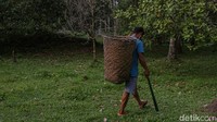 Lebih lanjut Iwan pun menceritakan proses produksi kopra yang dimulai dengan menanam pohon kelapa. Pohon-pohon ini membutuhkan waktu hingga tujuh tahun untuk mulai berbuah. Setelah itu, panen dilakukan secara berkala setiap tiga bulan.  
