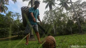 Petani Kopra di Wawonii Bisa Panen hingga 500 Kg