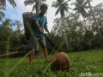 Petani Kopra di Wawonii Bisa Panen hingga 500 Kg