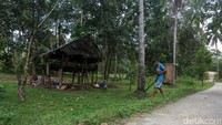 Bagi para petani, kopra bukan hanya sumber penghidupan, tetapi juga menjadi bagian dari tradisi yang diwariskan dari generasi ke generasi. Salah satu petani kopra di Desa Watuondo, Wawonii Timur, Iwan berbagi kisahnya menjadi petani yang telah ia geluti sejak usia 17 tahun.  