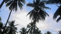 Dengan keahlian memanjat, Iwan dapat memetik hingga 30 pohon selama 2 hari saja. Setelah dipetik, kelapa tua itu lalu dikupas dan dibelah menjadi dua. Setelah itu, kelapa dikeringkan di atas panggangan hingga benar-benar kering. Proses ini membutuhkan ketelitian, terutama dalam memastikan kelapa benar-benar kering sebelum dipecah dan diambil dagingnya. Daging kelapa kemudian dicincang menjadi ukuran segitiga kecil sebelum dimasukkan ke dalam karung.  
