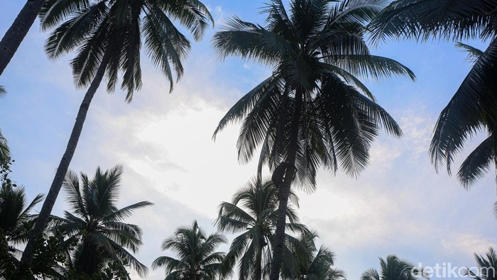 Petani Kopra mengumpulkan buah kelapa di kebun Desa Watuondo, Wawonii Timur, Konawe Kepulauan, Sulawesi Tenggara.