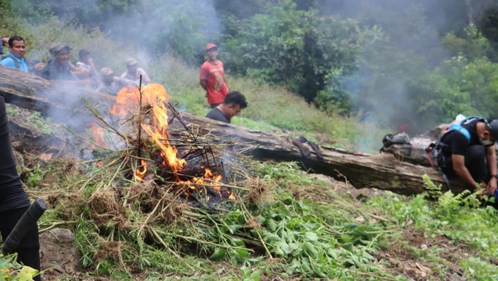 Petugas kepolisian dan BNN saat memusnahkan ladang ganja di Madina. (Dok. Polres Madina)