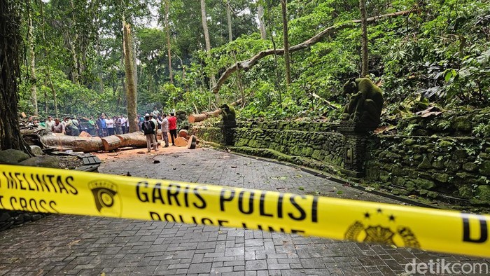 Garis polisi di lokasi pohon tumbang Monkey Forest, Ubud, yang menewaskan dua wisatawan. (Putu Krista/detikBali)