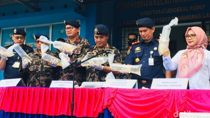 PSDKP membongkar jaringan penyeludupan benih lobster di Kabupaten Pesisir Barat, Provinsi Lampung.