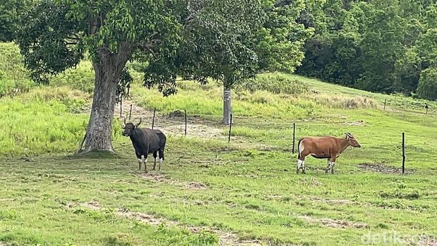 Reintroduksi empat banteng jawa di TWA Cagar Alam Pangandaran.