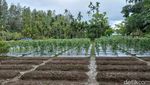 Tailing Disulap Jadi Lahan Hijau hingga Campuran Aspal