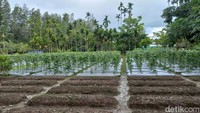 PT Freeport Indonesia menangani tailing atau limbah bekas material tambang menjadi  kawasan hijau dan produktif di Kabupaten Mimika, Papua Tengah. Salah satu contohnya tailing menjadi media tumbuh untuk tanaman sayur-sayuran.